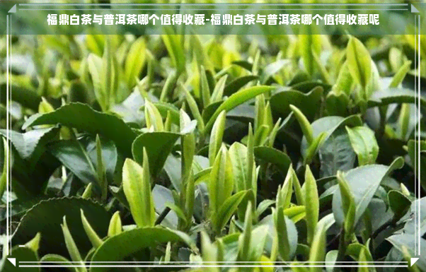 福鼎白茶与普洱茶哪个值得收藏-福鼎白茶与普洱茶哪个值得收藏呢