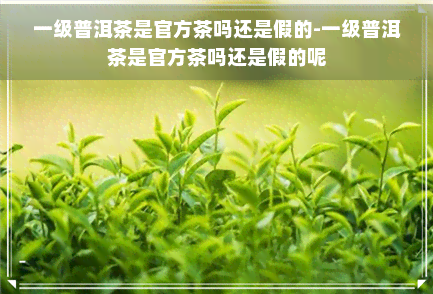 一级普洱茶是官方茶吗还是假的-一级普洱茶是官方茶吗还是假的呢