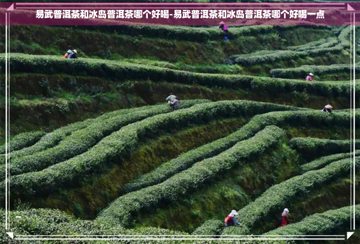 易武普洱茶和冰岛普洱茶哪个好喝-易武普洱茶和冰岛普洱茶哪个好喝一点