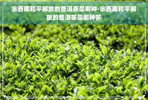 念     和平解放的普洱茶是哪种-念     和平解放的普洱茶是哪种茶