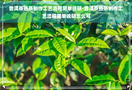 普洱茶熟茶制作工艺流程简单说明-普洱茶熟茶制作工艺流程简单说明怎么写