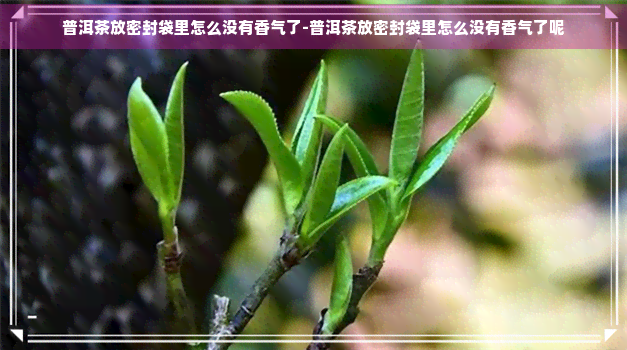 普洱茶放密封袋里怎么没有香气了-普洱茶放密封袋里怎么没有香气了呢