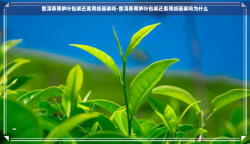 普洱茶用笋叶包装还需用纸箱装吗-普洱茶用笋叶包装还需用纸箱装吗为什么