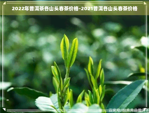 2022年普洱茶各山头春茶价格-2021普洱各山头春茶价格