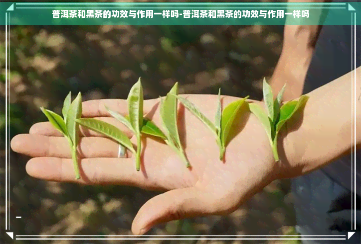 普洱茶和黑茶的功效与作用一样吗-普洱茶和黑茶的功效与作用一样吗