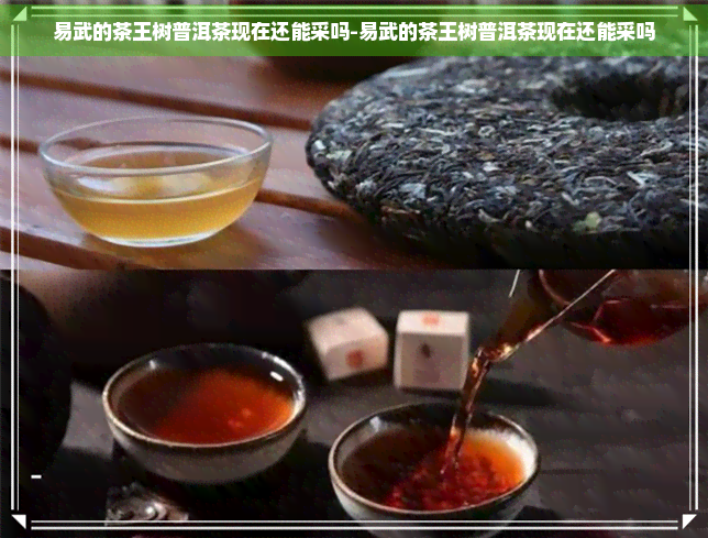 易武的茶王树普洱茶现在还能采吗-易武的茶王树普洱茶现在还能采吗