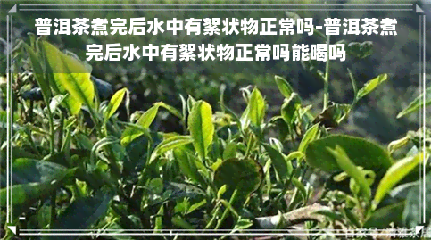 普洱茶煮完后水中有絮状物正常吗-普洱茶煮完后水中有絮状物正常吗能喝吗