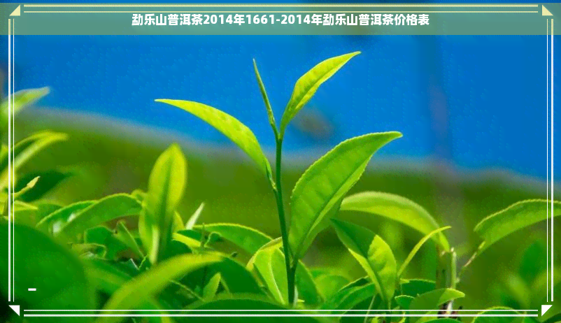 勐乐山普洱茶2014年1661-2014年勐乐山普洱茶价格表