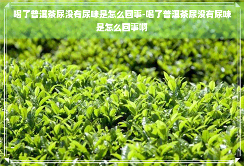 喝了普洱茶尿没有尿味是怎么回事-喝了普洱茶尿没有尿味是怎么回事啊