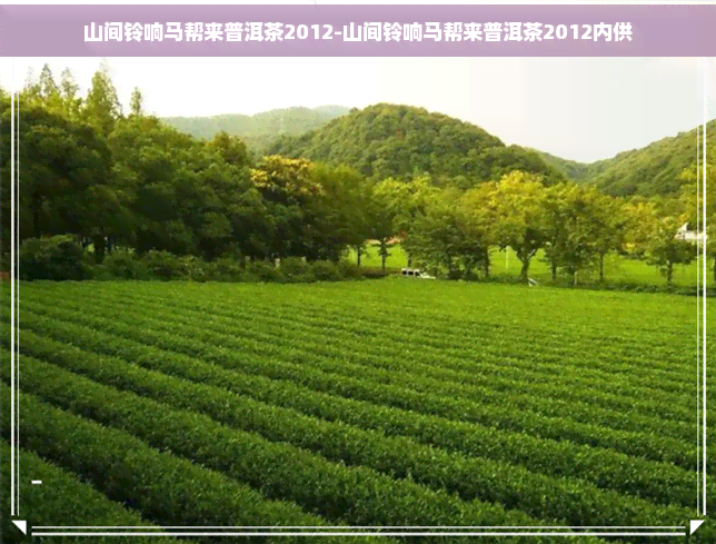 山间铃响马帮来普洱茶2012-山间铃响马帮来普洱茶2012内供