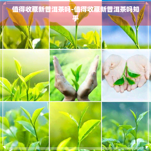 值得收藏新普洱茶吗-值得收藏新普洱茶吗知乎