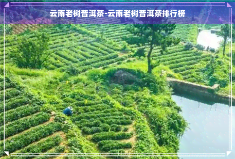 云南老树普洱茶-云南老树普洱茶排行榜