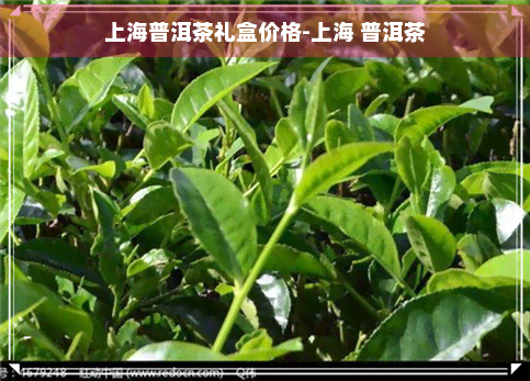 上海普洱茶礼盒价格-上海 普洱茶