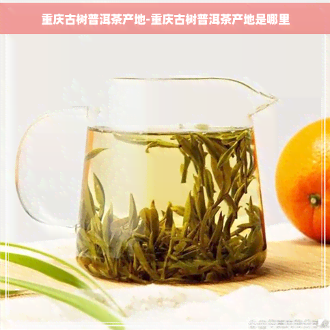 重庆古树普洱茶产地-重庆古树普洱茶产地是哪里