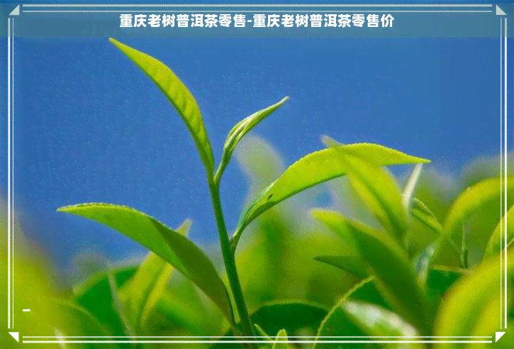 重庆老树普洱茶零售-重庆老树普洱茶零售价