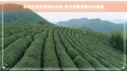 买帝泊洱普洱茶珍价格-帝泊洱普洱茶珍价格表