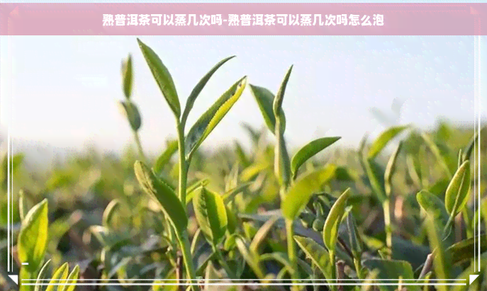 熟普洱茶可以蒸几次吗-熟普洱茶可以蒸几次吗怎么泡