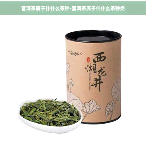 普洱茶属于什什么茶种-普洱茶属于什什么茶种类