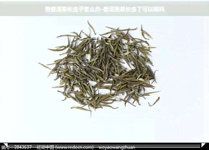 熟普洱茶长虫子怎么办-普洱熟茶长虫了可以喝吗