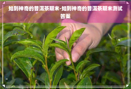 知到神奇的普洱茶期末-知到神奇的普洱茶期末测试答案