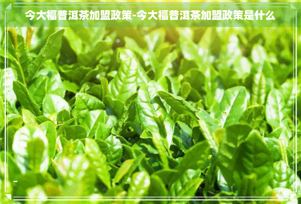 今大福普洱茶加盟政策-今大福普洱茶加盟政策是什么