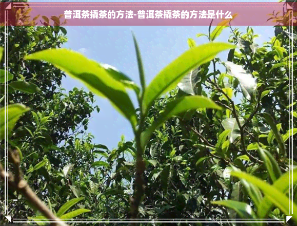 普洱茶撬茶的方法-普洱茶撬茶的方法是什么