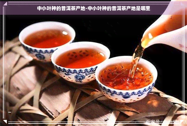 中小叶种的普洱茶产地-中小叶种的普洱茶产地是哪里