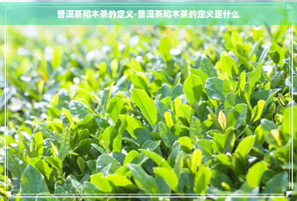 普洱茶和木茶的定义-普洱茶和木茶的定义是什么