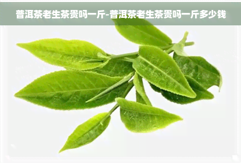 普洱茶老生茶贵吗一斤-普洱茶老生茶贵吗一斤多少钱