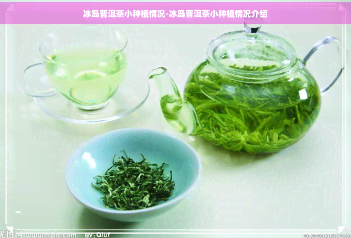 冰岛普洱茶小种植情况-冰岛普洱茶小种植情况介绍