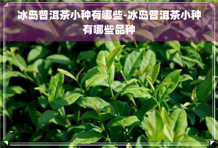 冰岛普洱茶小种有哪些-冰岛普洱茶小种有哪些品种