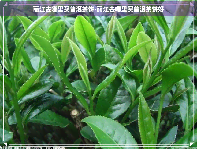 丽江去哪里买普洱茶饼-丽江去哪里买普洱茶饼好