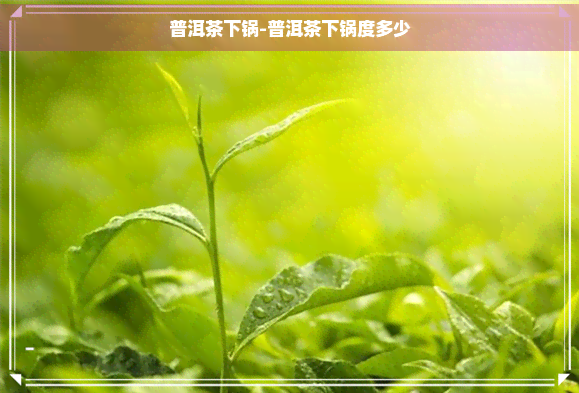 普洱茶下锅-普洱茶下锅度多少