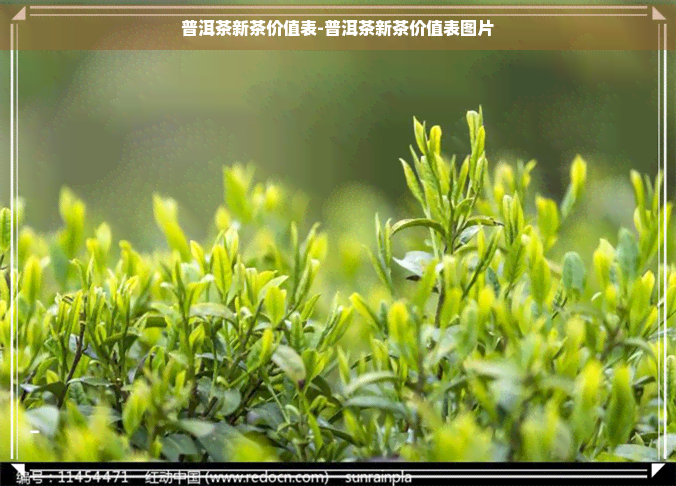 普洱茶新茶价值表-普洱茶新茶价值表图片