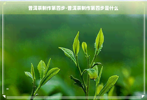 普洱茶制作第四步-普洱茶制作第四步是什么