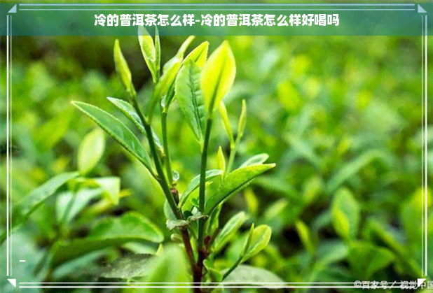 冷的普洱茶怎么样-冷的普洱茶怎么样好喝吗