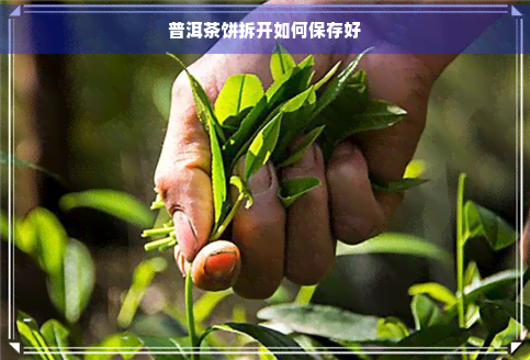 普洱茶饼拆开如何保存好