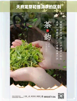 天府龙芽和普洱茶的区别