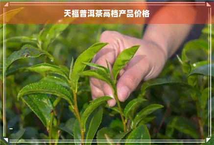 天福普洱茶高档产品价格