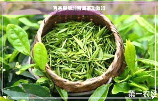 百香果能加普洱茶功效吗