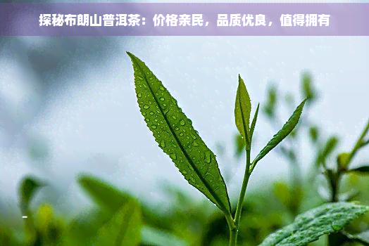 探秘布朗山普洱茶：价格亲民，品质优良，值得拥有