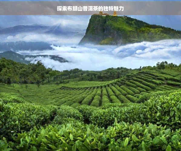 探索布朗山普洱茶的独特魅力