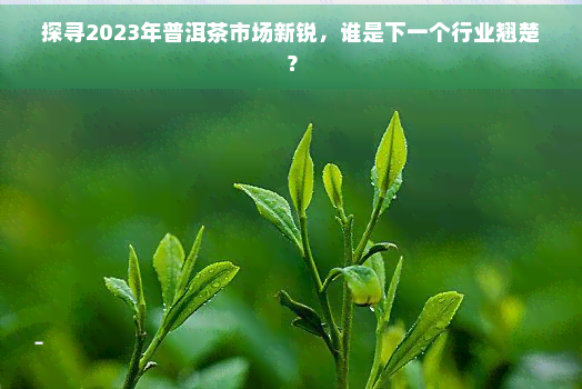 探寻2023年普洱茶市场新锐，谁是下一个行业翘楚？