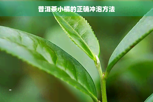 普洱茶小橘的正确冲泡方法