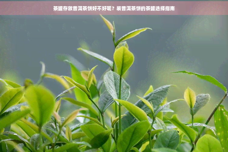 茶罐存放普洱茶饼好不好呢？装普洱茶饼的茶罐选择指南