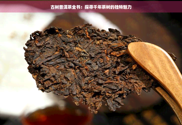 古树普洱茶全书：探寻千年茶树的独特魅力