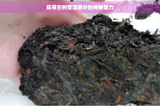 探寻古树普洱茶叶的神秘魅力