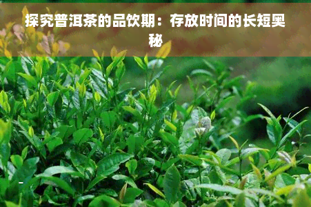 探究普洱茶的品饮期：存放时间的长短奥秘