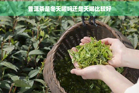 普洱茶是冬天喝吗还是天喝比较好