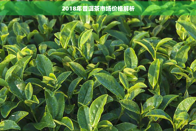 2018年普洱茶市场价格解析